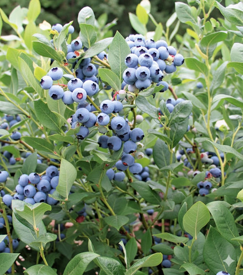 Blueberry