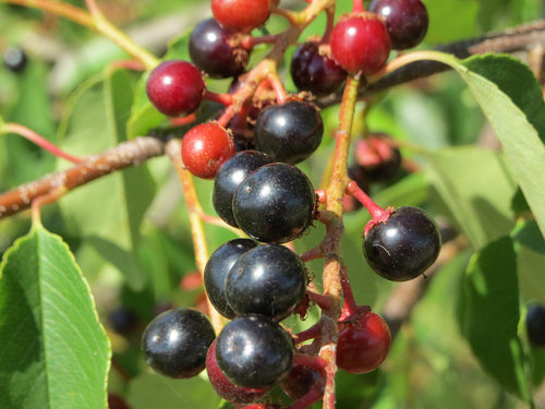 Black Cherry Tree (Native) - Available Spring 2027