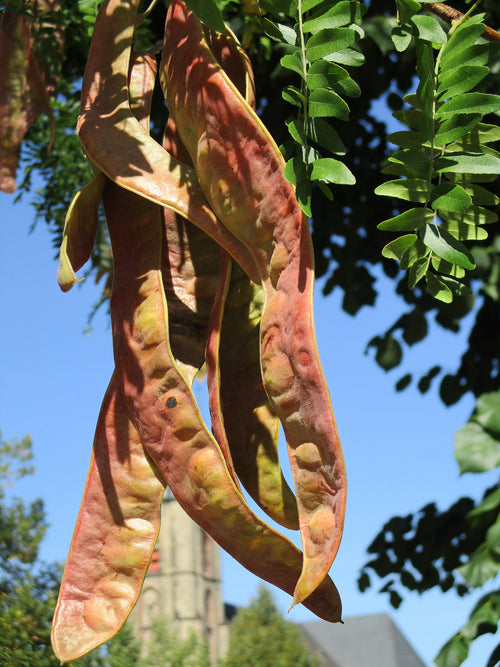 Honey Locust Tree (Native)