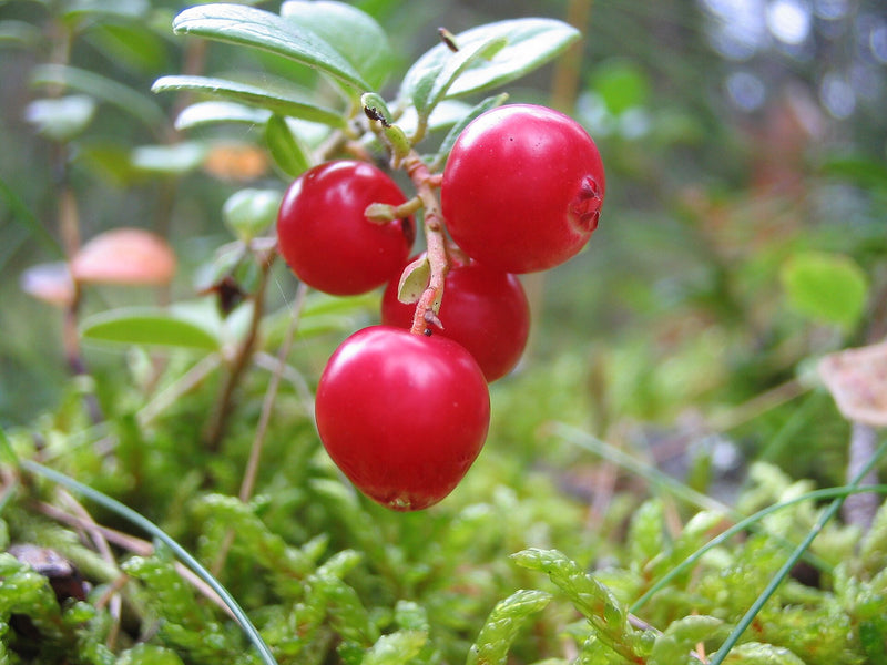 Magenta Lingonberry