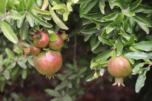 Makedonia Red Pomegranate