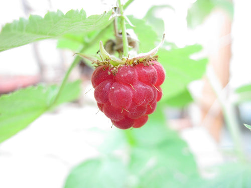Nova Raspberry