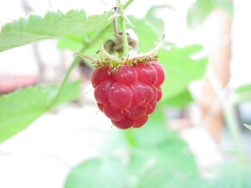 Nova Raspberry