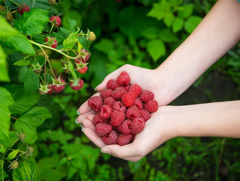 Boyne Raspberry