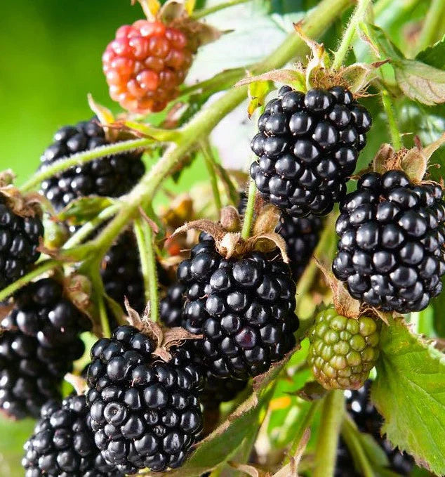 Cheyenne Blackberry