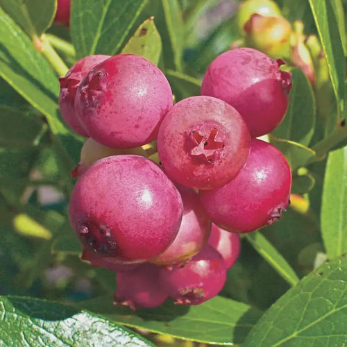Pink Lemonade Blueberry