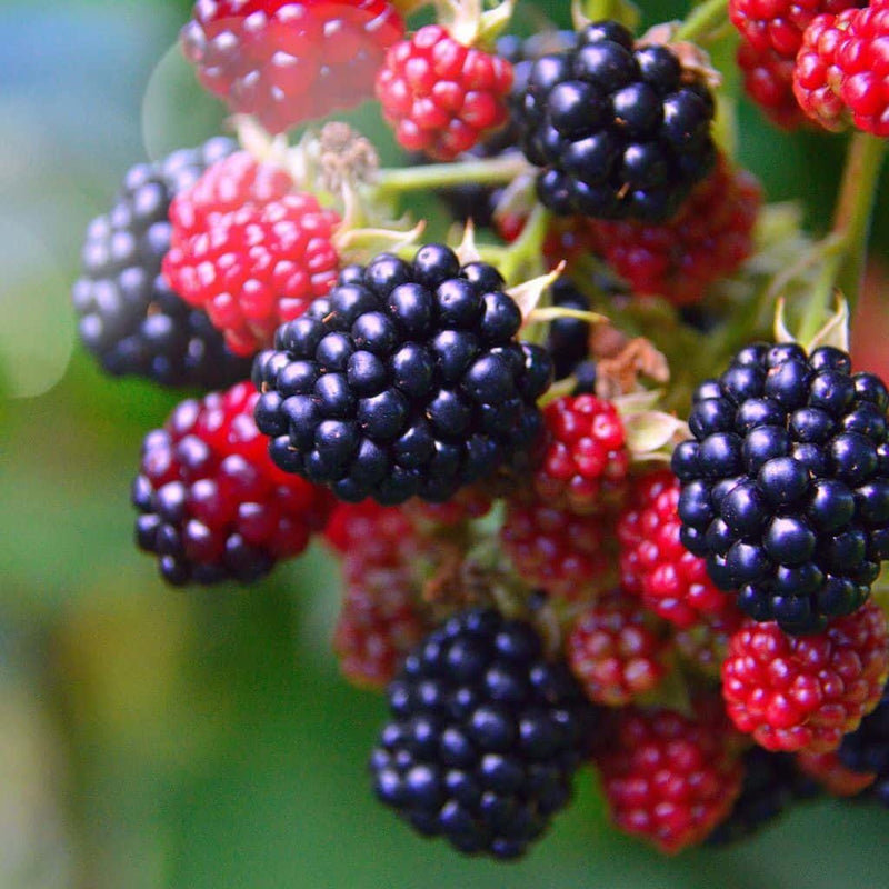 Osage Blackberry