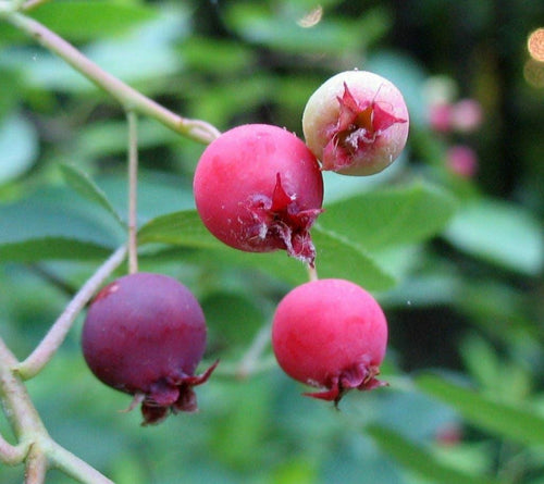 Downy Serviceberry