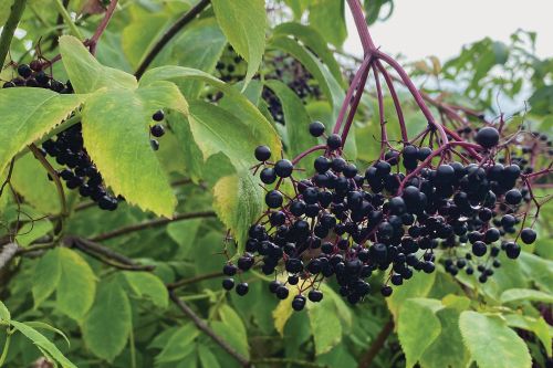 Elderberry