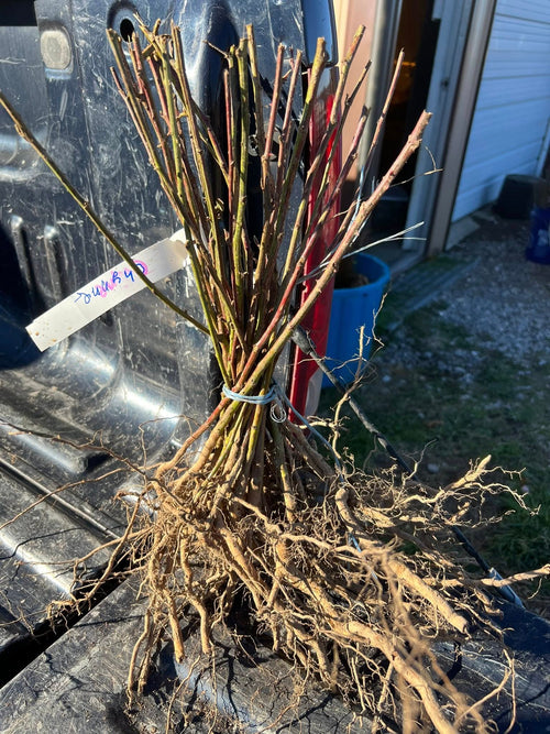 Bare Root