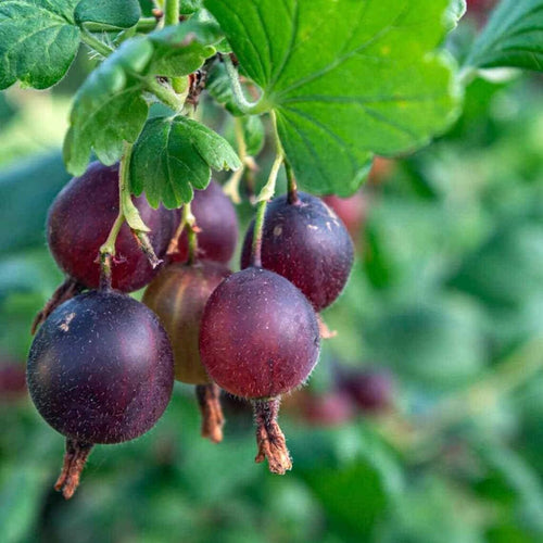 Gooseberry