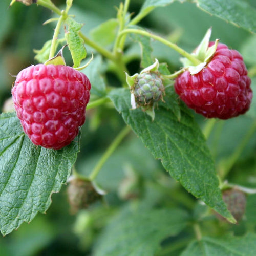 Raspberry