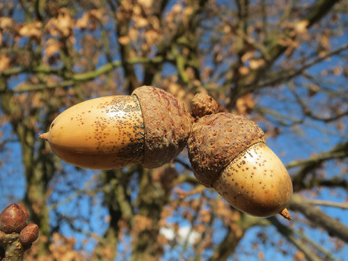 English Oak Sapling
