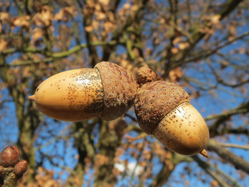English Oak Sapling