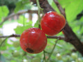 Ripe red gooseberries on the bush