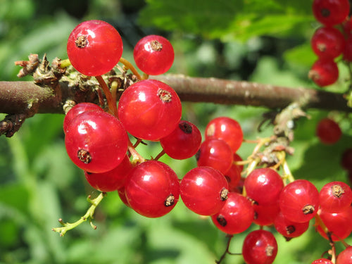 Red Lake Currant