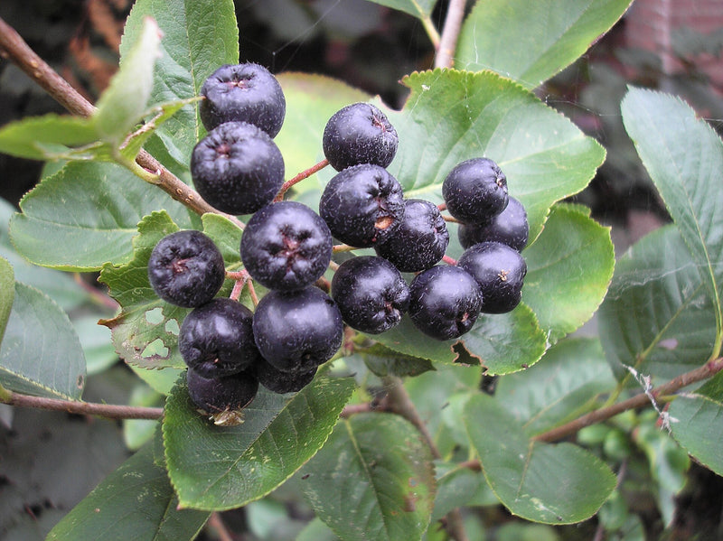 Viking Aronia Berry