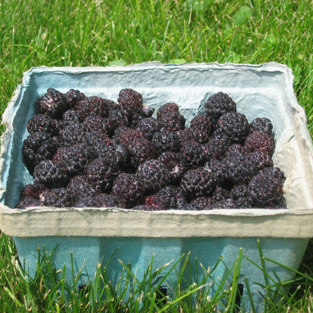 Cumberland black raspberry plants