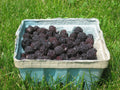 Basket of freshly picked black raspberries