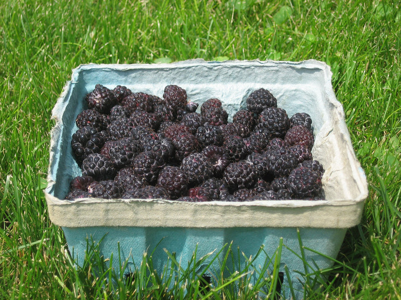 Cumberland Black Raspberry