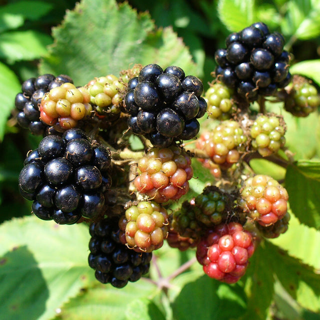 Choctaw blackberry plants
