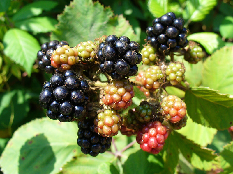 Choctaw Blackberry