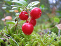 Ripe red lingonberries on the plant