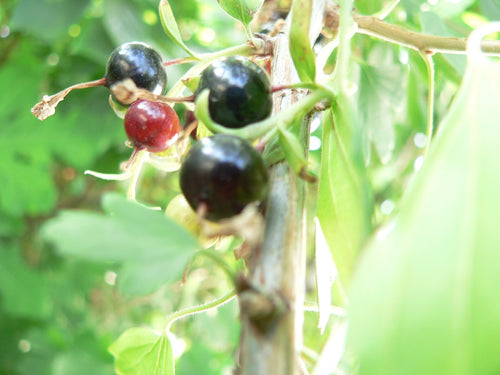 Consort Currant