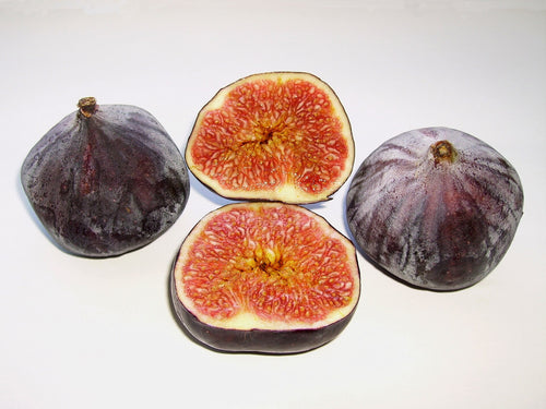 LSU Purple Fig