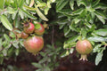 Pomegranates ripening on the tree