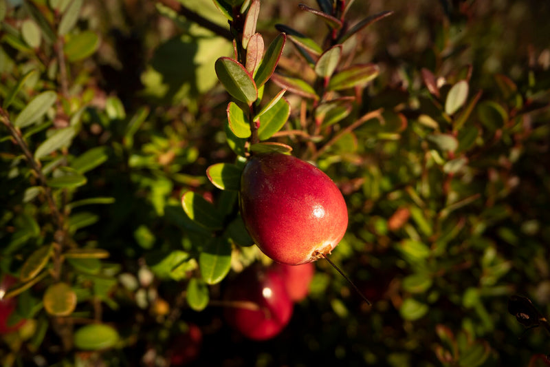 Stevens Cranberry