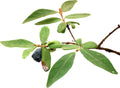 Haskap twig with a ripe blue berry