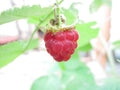 Ripe red raspberry on the cane
