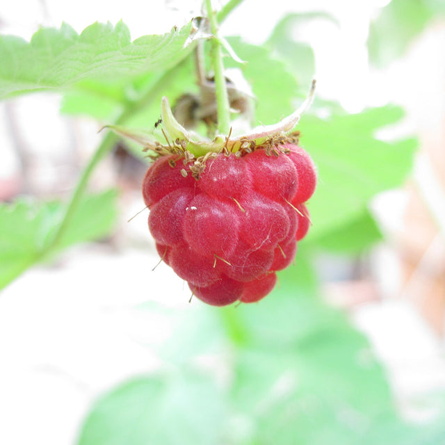 Heritage raspberry plants