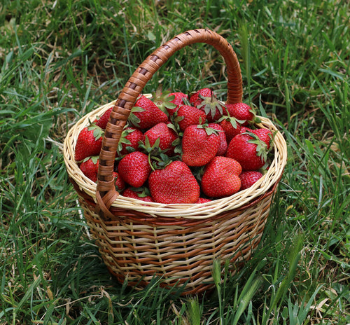 Tennessee Beauty Strawberry