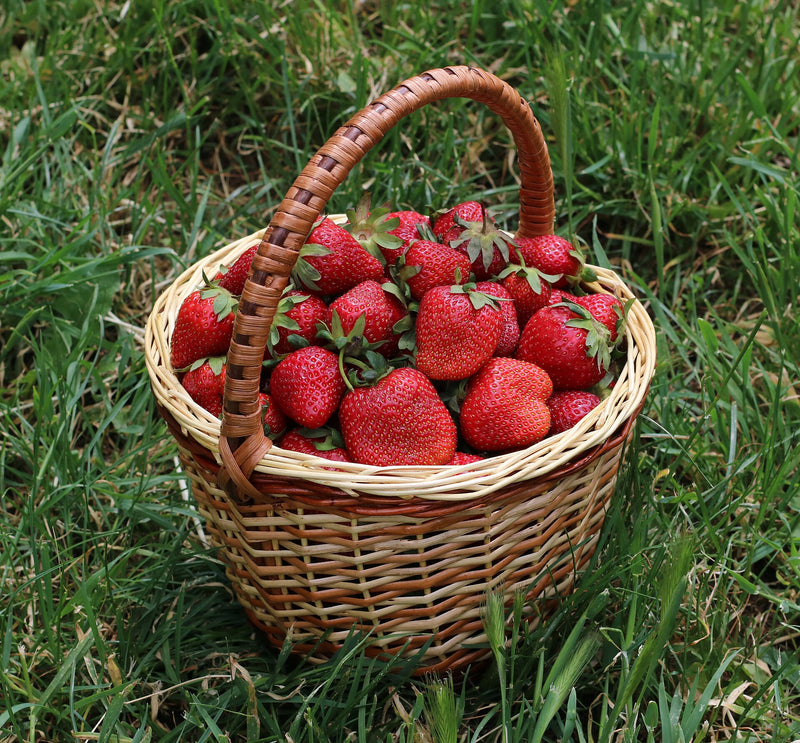 Tennessee Beauty Strawberry