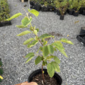 Allegheny Serviceberry