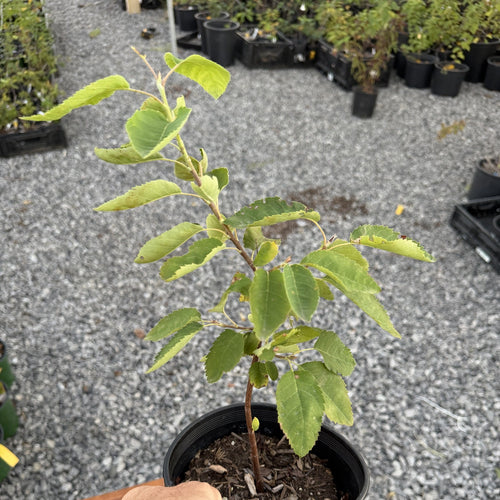 Allegheny Serviceberry