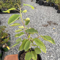 Allegheny Serviceberry
