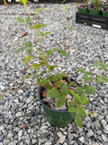 Austin Dewberry 1 gallon potted
