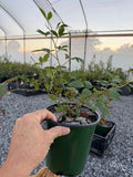 Austin Dewberry 1 gallon potted