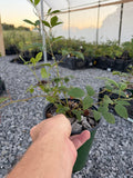 Austin Dewberry 1 gallon potted
