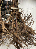 Austin Dewberry bare root