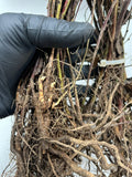 Austin Dewberry bare root