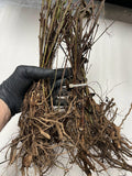 Austin Dewberry bare root