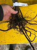Austin Dewberry bare root