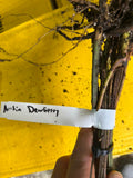 Austin Dewberry bare root