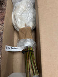 Austin Dewberry bare root