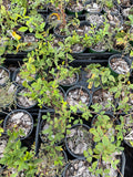 Austin Dewberry potted plants in nursery crates