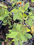 Austin Dewberry leaves and thorny canes